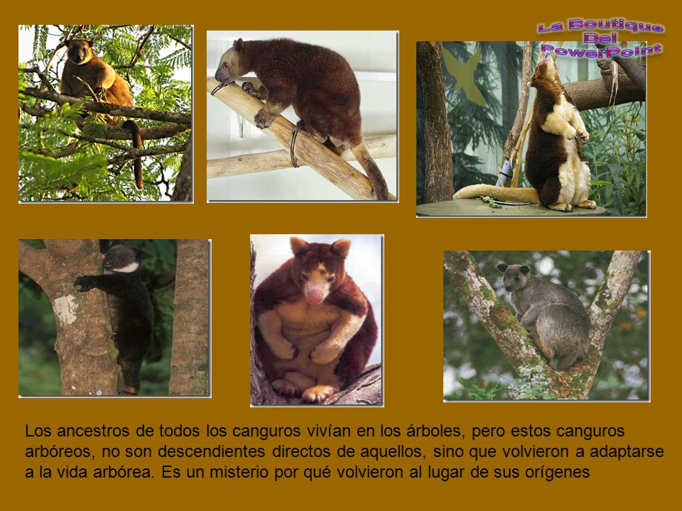 Los ancestros de todos los canguros vivían en los árboles, pero estos canguros arbóreos, no son descendientes directos de aquellos, sino que volvieron a adaptarse a la vida arbórea.