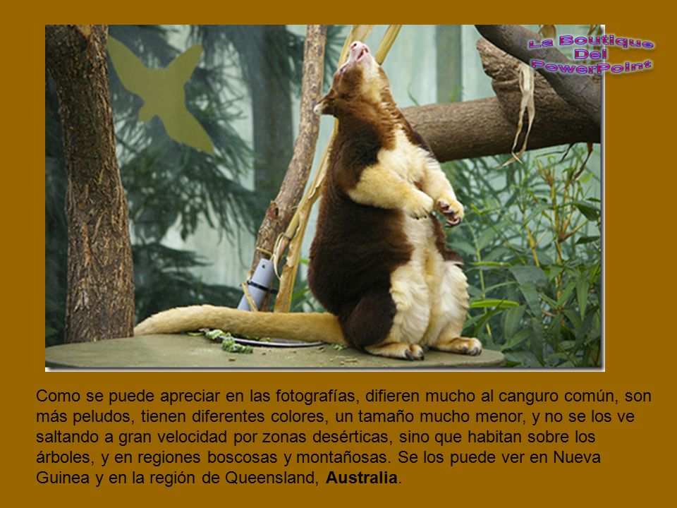 Como se puede apreciar en las fotografías, difieren mucho al canguro común, son más peludos, tienen diferentes colores, un tamaño mucho menor, y no se los ve saltando a gran velocidad por zonas desérticas, sino que habitan sobre los árboles, y en regiones boscosas y montañosas.