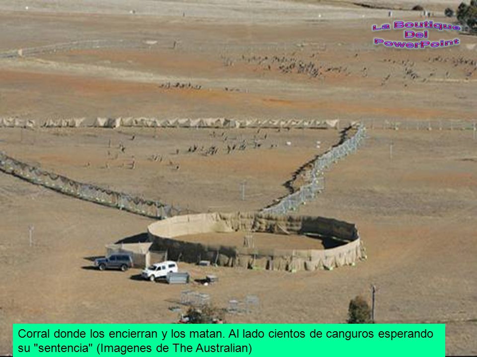 Corral donde los encierran y los matan