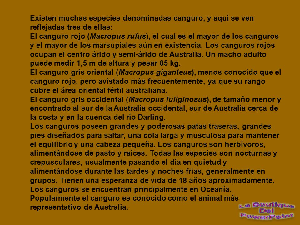 Existen muchas especies denominadas canguro, y aquí se ven reflejadas tres de ellas: