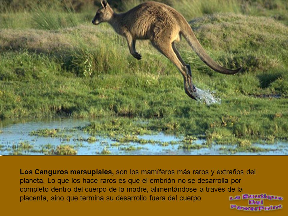 Los Canguros marsupiales, son los mamíferos más raros y extraños del planeta.