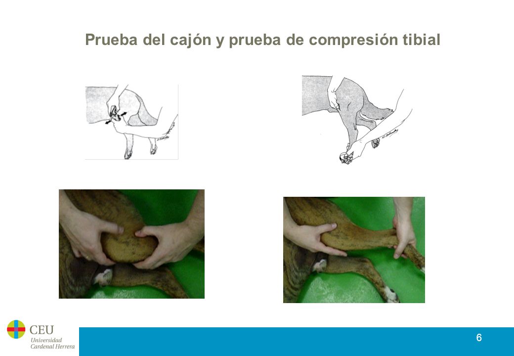 Rotura ligamento cruzado craneal - ppt video online descargar