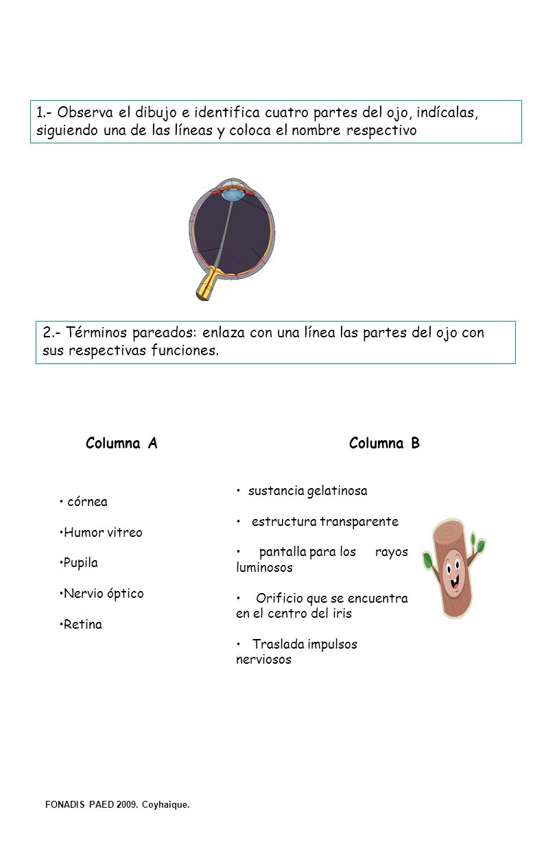 1.- Observa el dibujo e identifica cuatro partes del ojo, indícalas, siguiendo una de las líneas y coloca el nombre respectivo