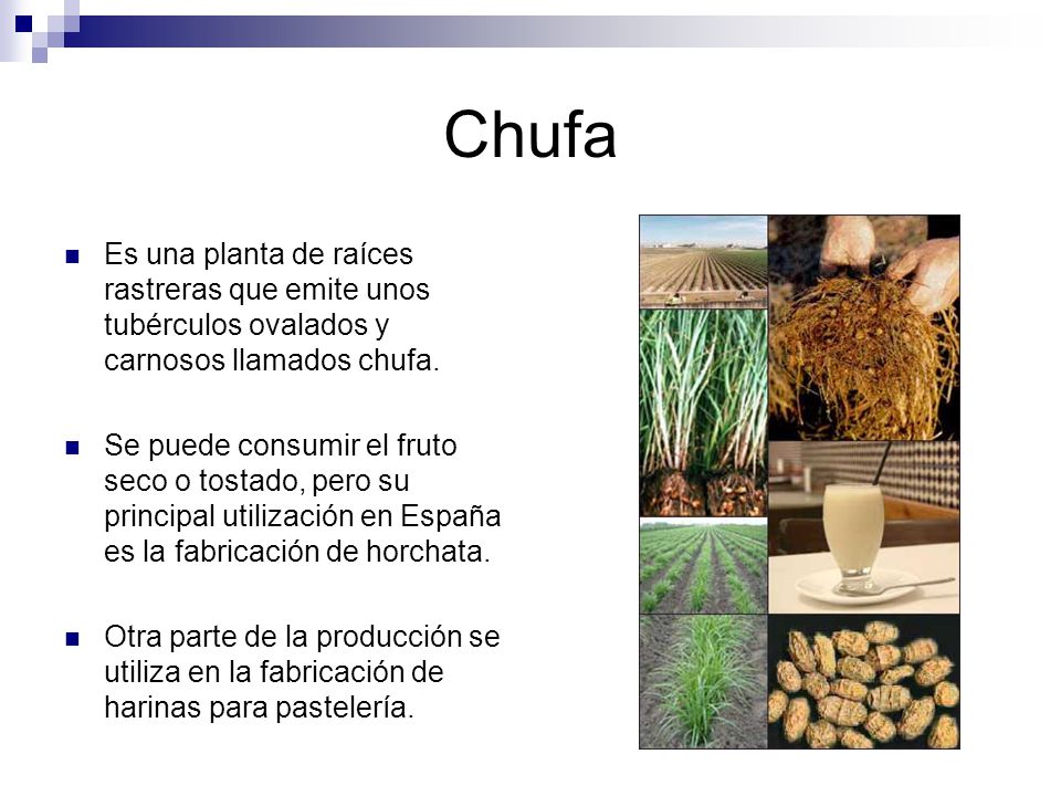Chufa Es una planta de raíces rastreras que emite unos tubérculos ovalados y carnosos llamados chufa.