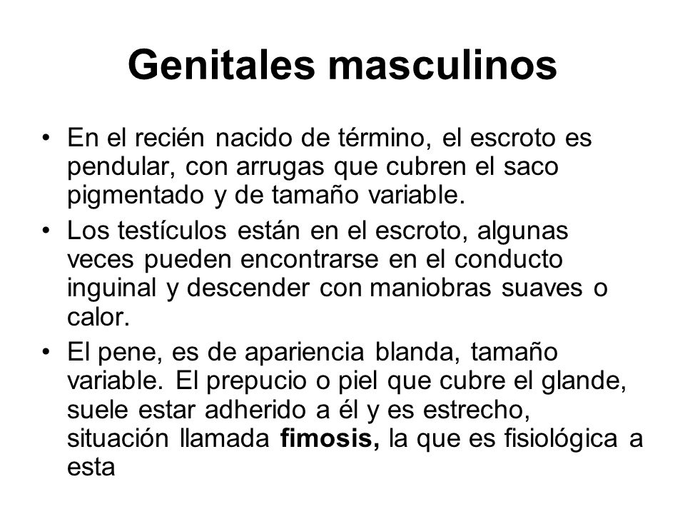 Genitales masculinos En el recién nacido de término, el escroto es pendular, con arrugas que cubren el saco pigmentado y de tamaño variable.
