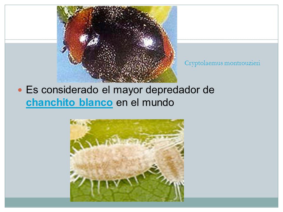 Es considerado el mayor depredador de chanchito blanco en el mundo