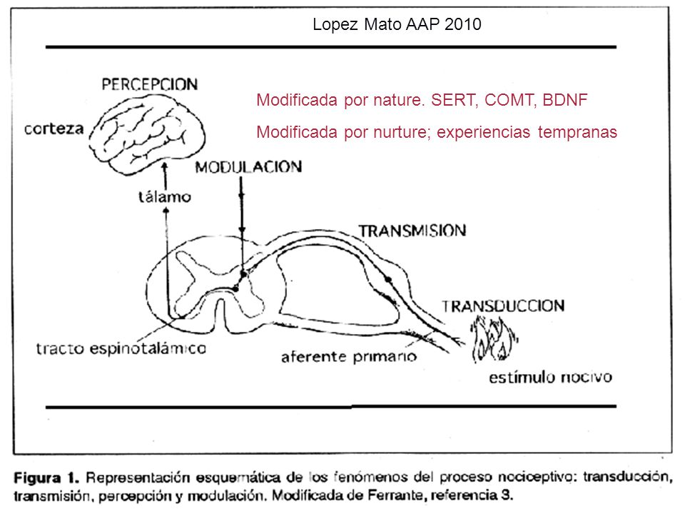 Lopez Mato AAP 2010 Modificada por nature. SERT, COMT, BDNF.