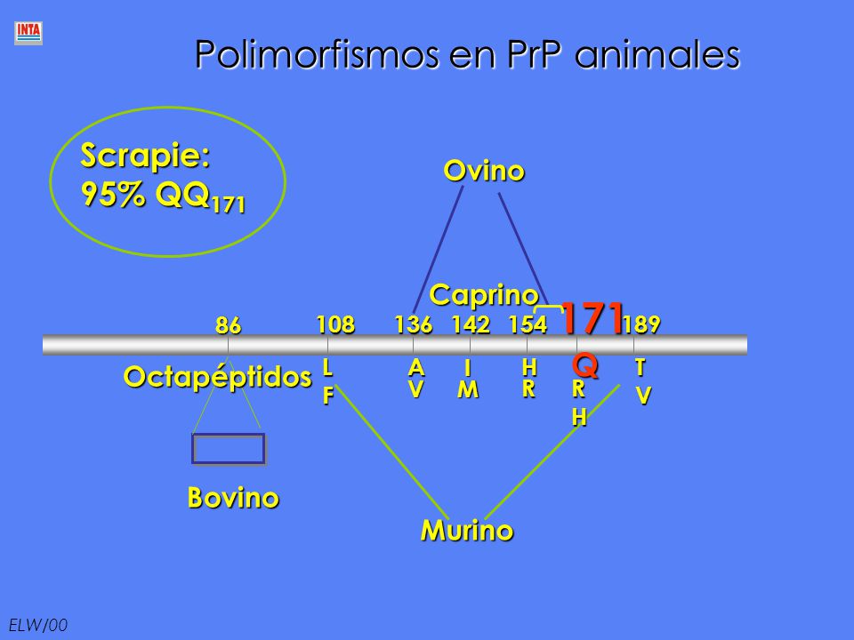 171 Polimorfismos en PrP animales Scrapie: 95% QQ171 Q Ovino Caprino