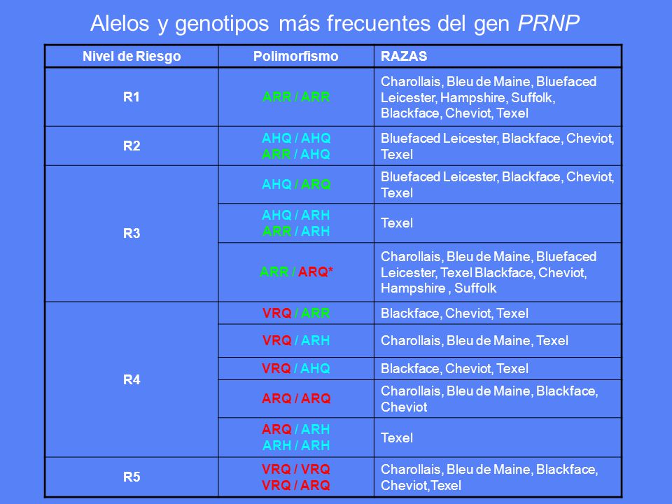 Alelos y genotipos más frecuentes del gen PRNP