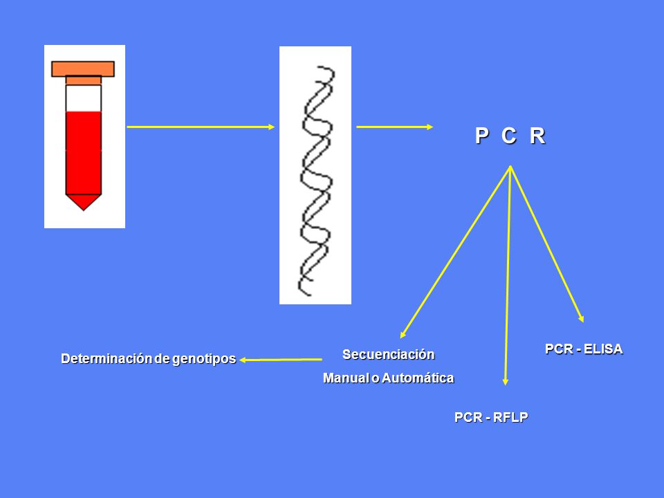 P C R PCR - ELISA Secuenciación Determinación de genotipos