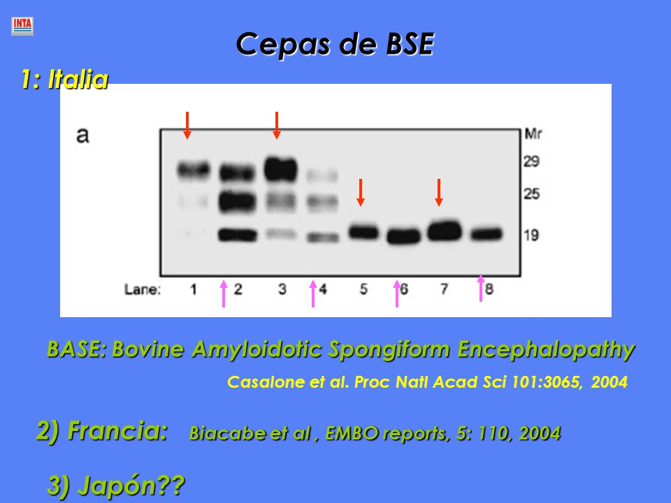 Cepas de BSE 1: Italia. BASE: Bovine Amyloidotic Spongiform Encephalopathy. Casalone et al. Proc Natl Acad Sci 101:3065,