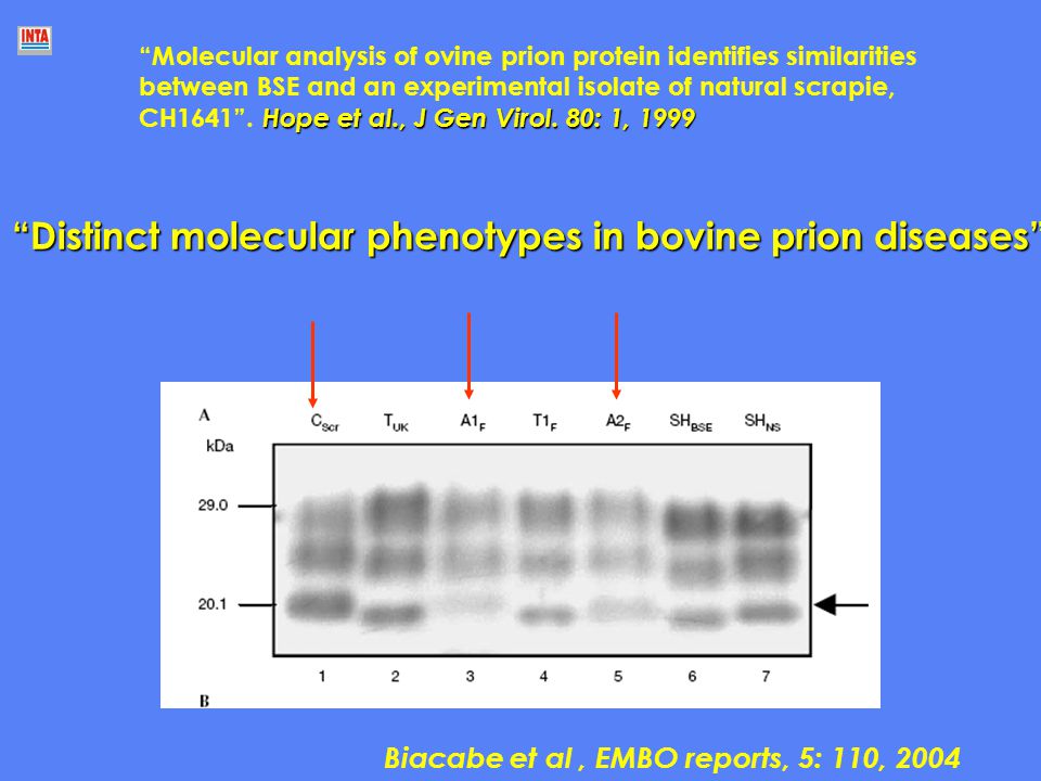 Distinct molecular phenotypes in bovine prion diseases