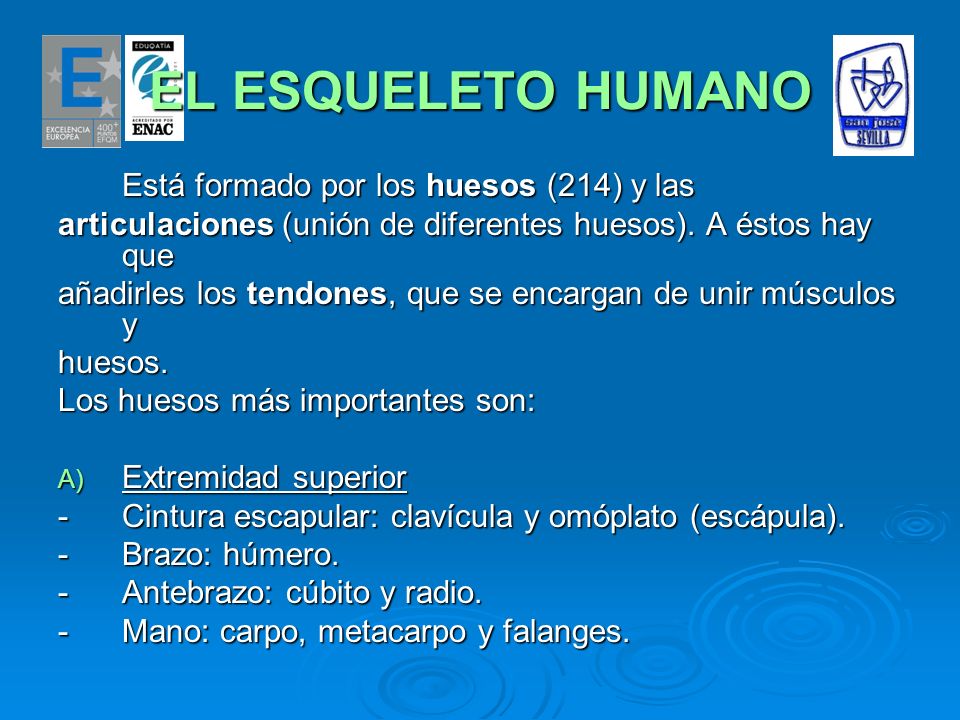 EL ESQUELETO HUMANO Está formado por los huesos (214) y las