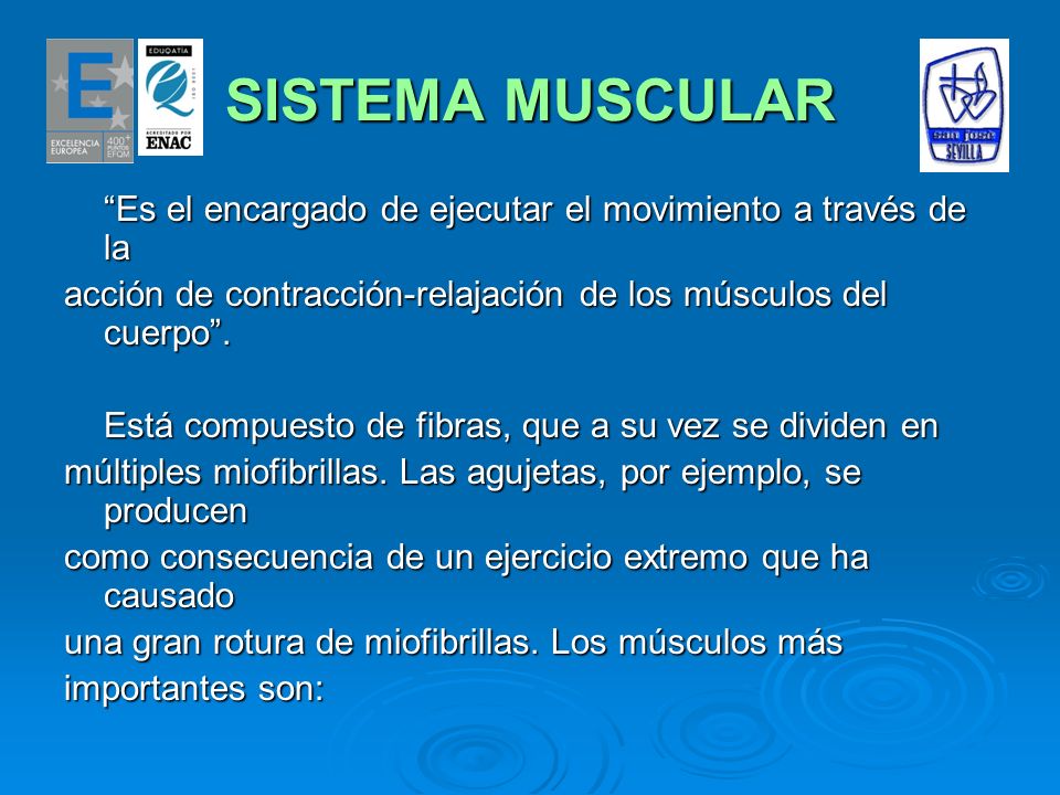 SISTEMA MUSCULAR Es el encargado de ejecutar el movimiento a través de la. acción de contracción-relajación de los músculos del cuerpo .