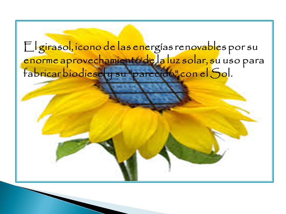 El girasol, icono de las energías renovables por su enorme aprovechamiento de la luz solar, su uso para fabricar biodiesel y su parecido con el Sol.