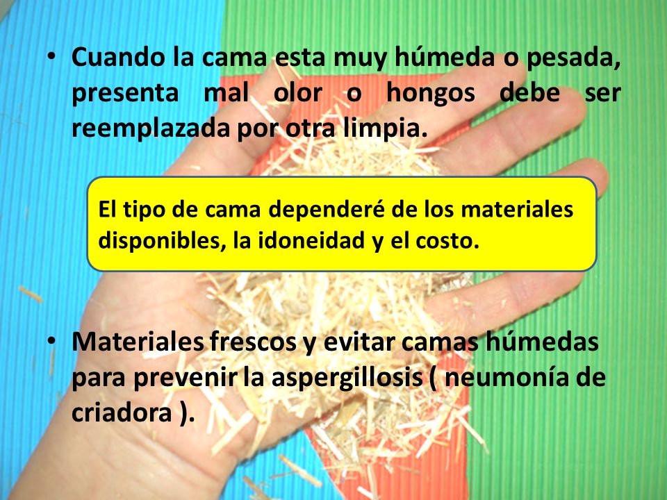 Cuando la cama esta muy húmeda o pesada, presenta mal olor o hongos debe ser reemplazada por otra limpia.