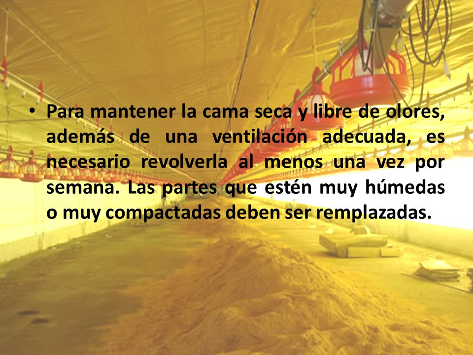 Para mantener la cama seca y libre de olores, además de una ventilación adecuada, es necesario revolverla al menos una vez por semana.