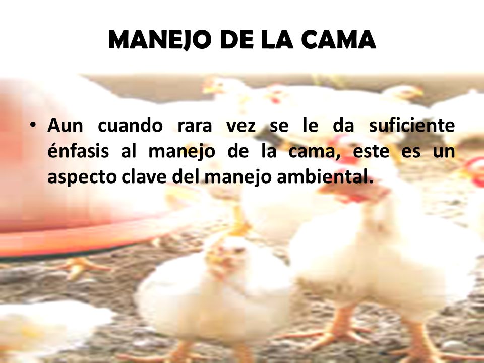 MANEJO DE LA CAMA Aun cuando rara vez se le da suficiente énfasis al manejo de la cama, este es un aspecto clave del manejo ambiental.