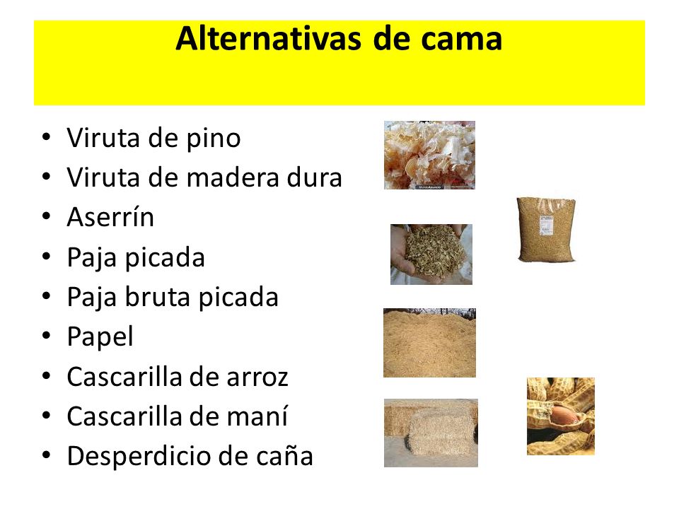 Alternativas de cama Viruta de pino Viruta de madera dura Aserrín