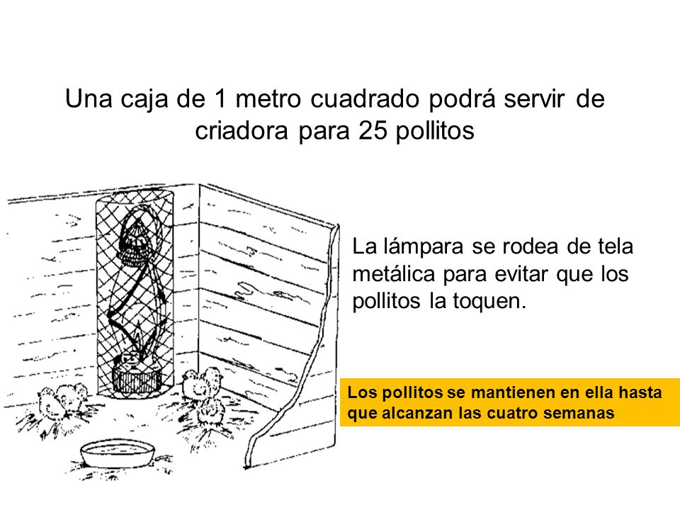 Una caja de 1 metro cuadrado podrá servir de criadora para 25 pollitos