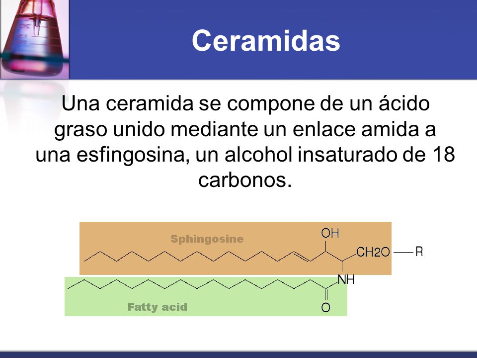 Ceramidas Una ceramida se compone de un ácido graso unido mediante un enlace amida a una esfingosina, un alcohol insaturado de 18 carbonos.