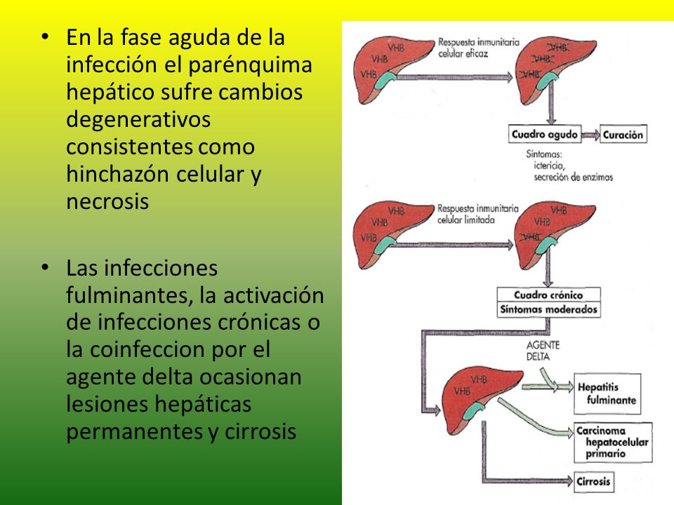 En la fase aguda de la infección el parénquima hepático sufre cambios degenerativos consistentes como hinchazón celular y necrosis