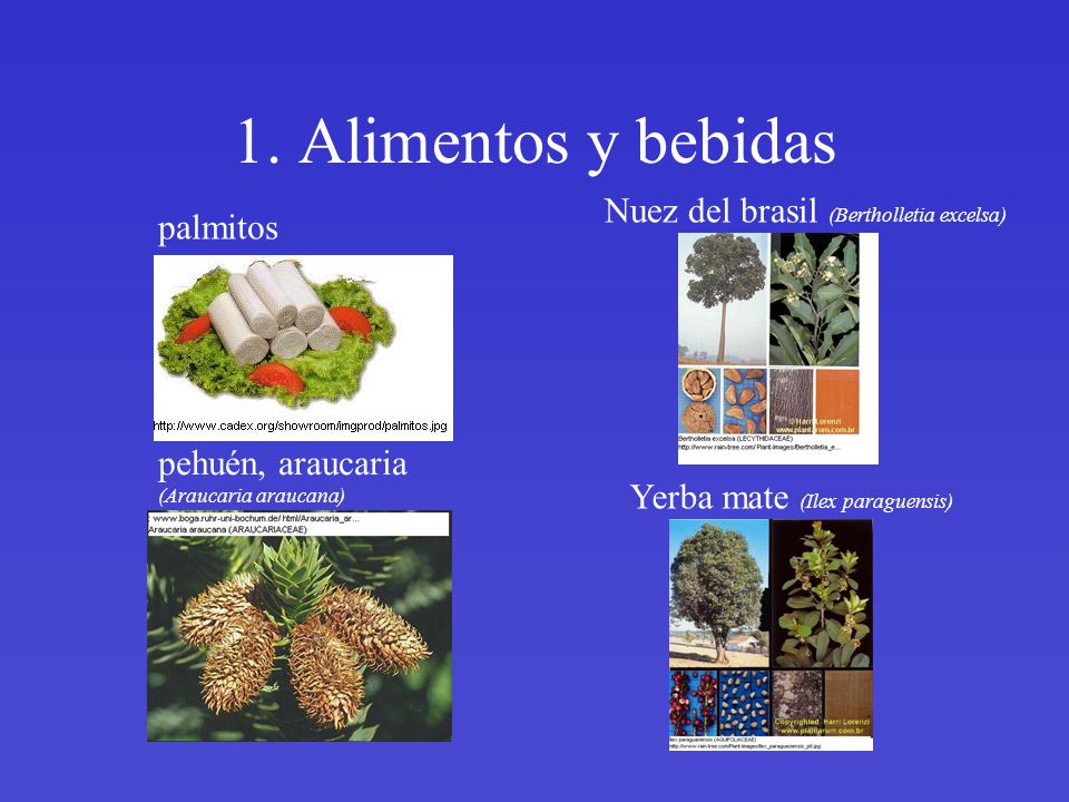 1. Alimentos y bebidas Nuez del brasil (Bertholletia excelsa) palmitos