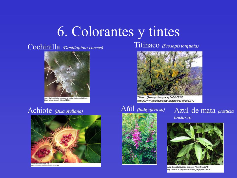 6. Colorantes y tintes Titinaco (Prosopis torquata)