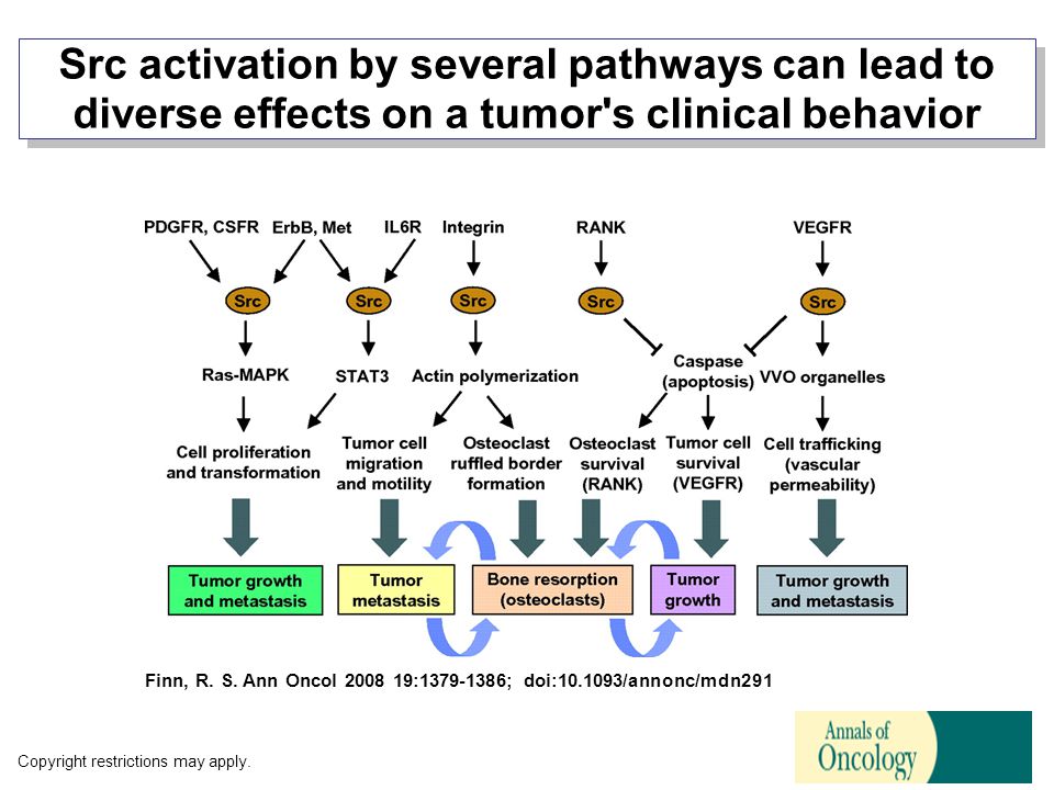 Src activation by several pathways can lead to diverse effects on a tumor s clinical behavior