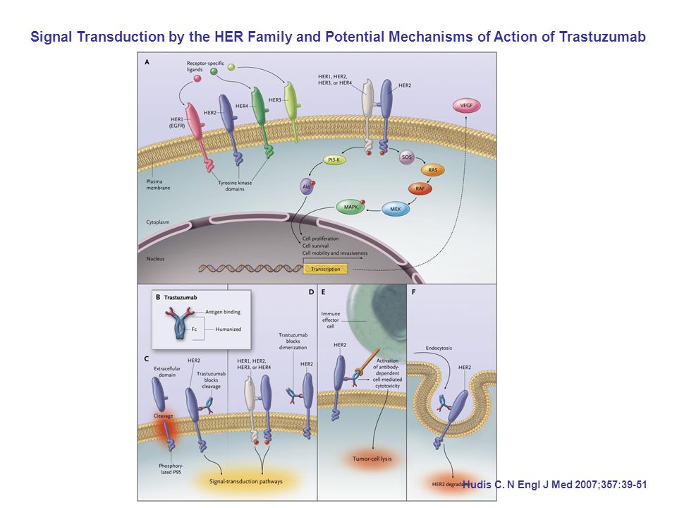 Signal Transduction by the HER Family and Potential Mechanisms of Action of Trastuzumab