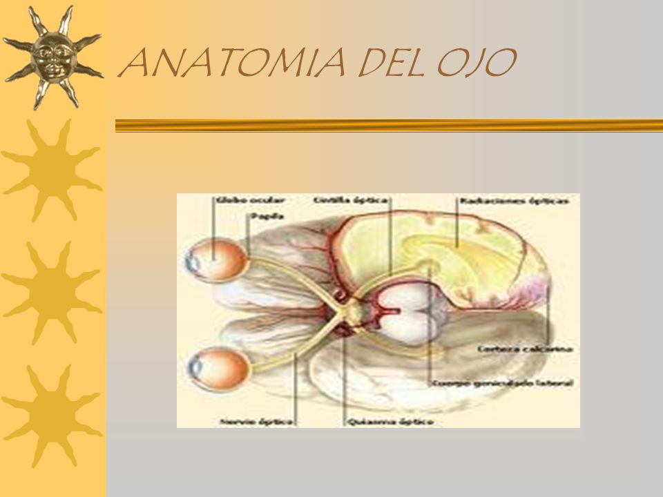 ANATOMIA DEL OJO