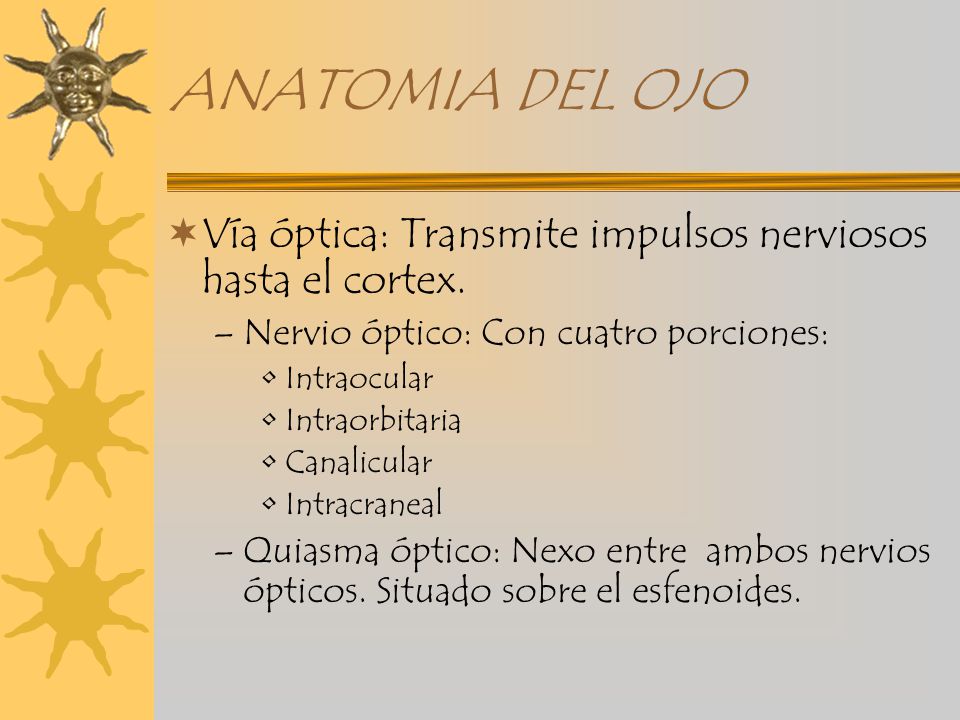 ANATOMIA DEL OJO Vía óptica: Transmite impulsos nerviosos hasta el cortex. Nervio óptico: Con cuatro porciones: