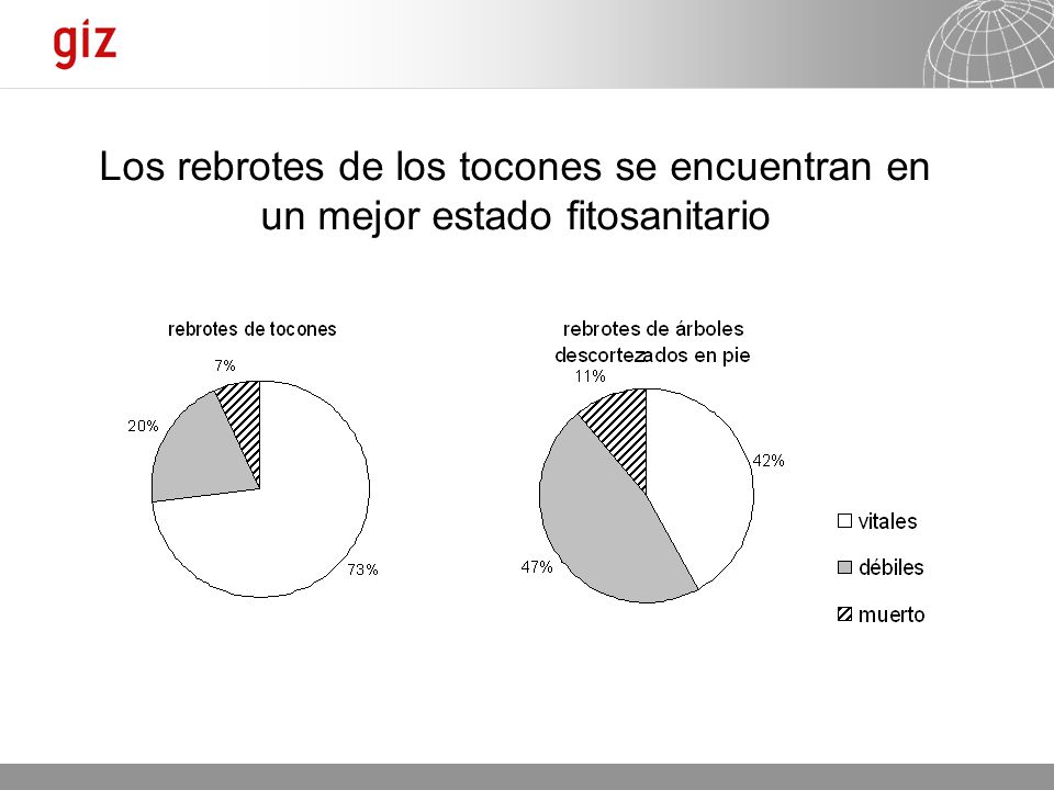 Los rebrotes de los tocones se encuentran en un mejor estado fitosanitario