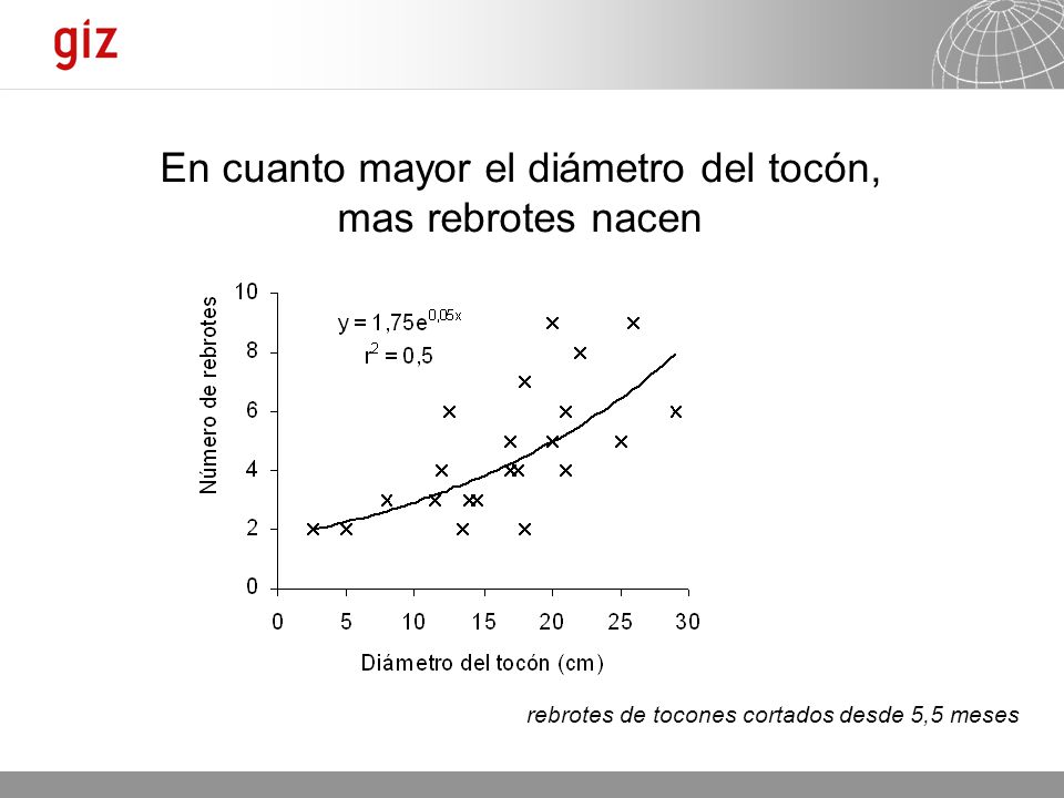 En cuanto mayor el diámetro del tocón,