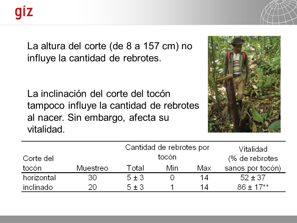 La altura del corte (de 8 a 157 cm) no influye la cantidad de rebrotes.