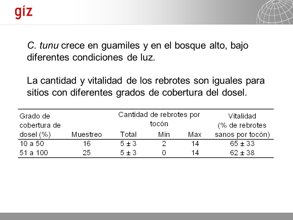 C. tunu crece en guamiles y en el bosque alto, bajo diferentes condiciones de luz.