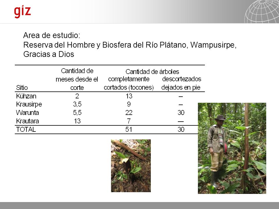Area de estudio: Reserva del Hombre y Biosfera del Río Plátano, Wampusirpe, Gracias a Dios