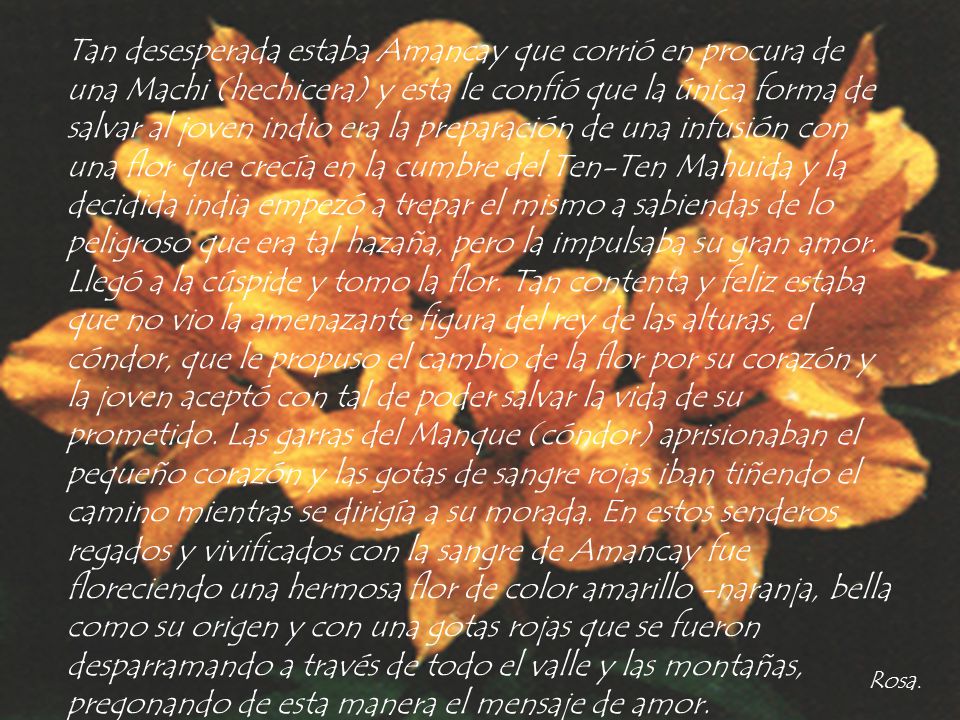 Tan desesperada estaba Amancay que corrió en procura de una Machi (hechicera) y esta le confió que la única forma de salvar al joven indio era la preparación de una infusión con una flor que crecía en la cumbre del Ten-Ten Mahuida y la decidida india empezó a trepar el mismo a sabiendas de lo peligroso que era tal hazaña, pero la impulsaba su gran amor. Llegó a la cúspide y tomo la flor. Tan contenta y feliz estaba que no vio la amenazante figura del rey de las alturas, el cóndor, que le propuso el cambio de la flor por su corazón y la joven aceptó con tal de poder salvar la vida de su prometido. Las garras del Manque (cóndor) aprisionaban el pequeño corazón y las gotas de sangre rojas iban tiñendo el camino mientras se dirigía a su morada. En estos senderos regados y vivificados con la sangre de Amancay fue floreciendo una hermosa flor de color amarillo -naranja, bella como su origen y con una gotas rojas que se fueron desparramando a través de todo el valle y las montañas, pregonando de esta manera el mensaje de amor.