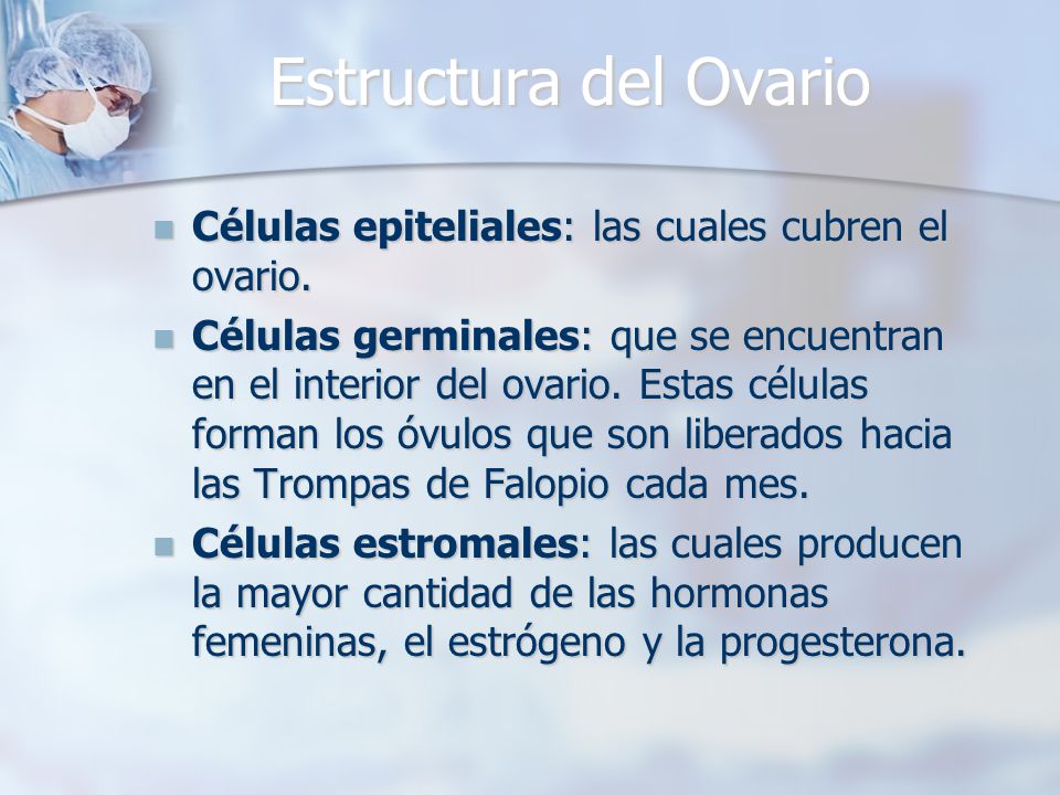 Estructura del Ovario Células epiteliales: las cuales cubren el ovario.