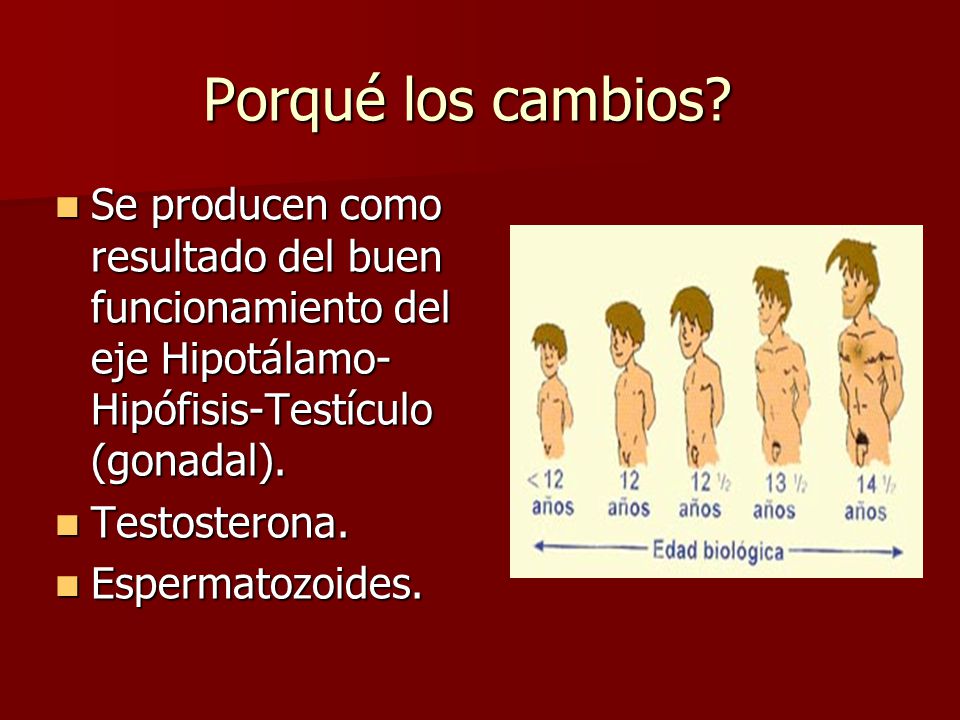Porqué los cambios Se producen como resultado del buen funcionamiento del eje Hipotálamo-Hipófisis-Testículo (gonadal).