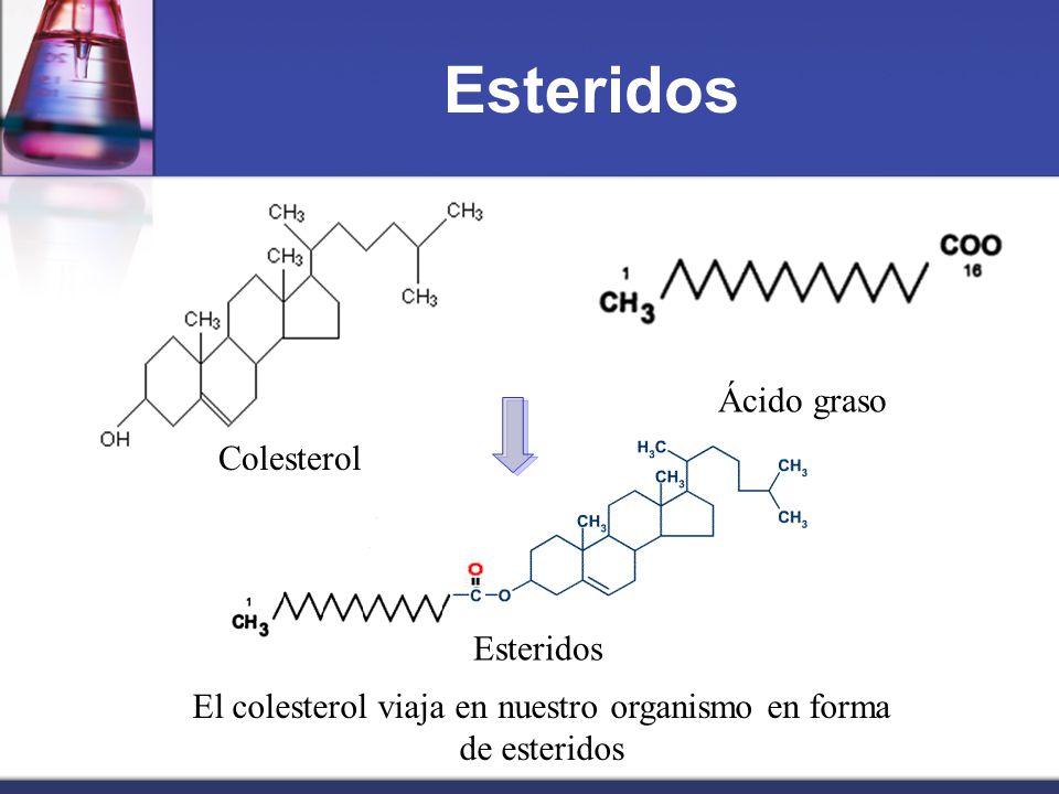 El colesterol viaja en nuestro organismo en forma de esteridos