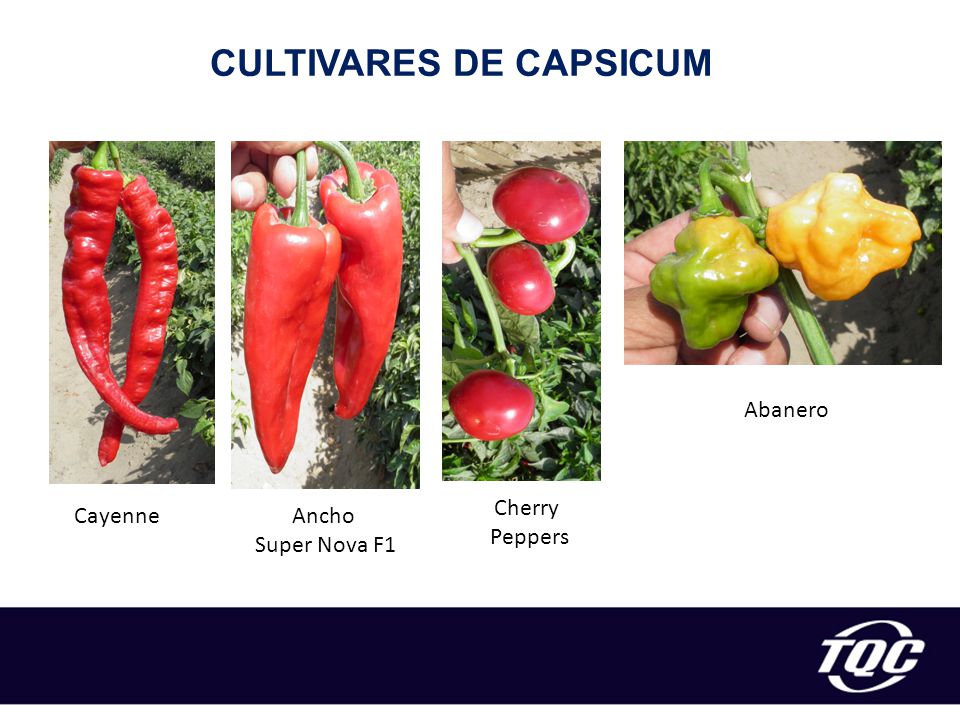 CULTIVARES DE CAPSICUM