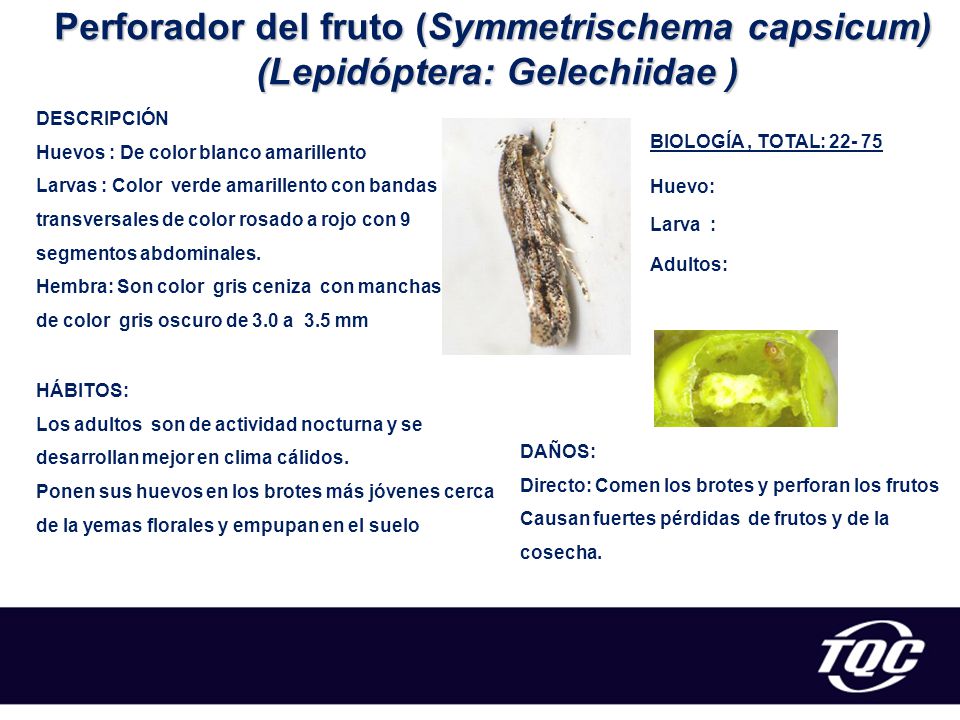 Perforador del fruto (Symmetrischema capsicum) (Lepidóptera: Gelechiidae )