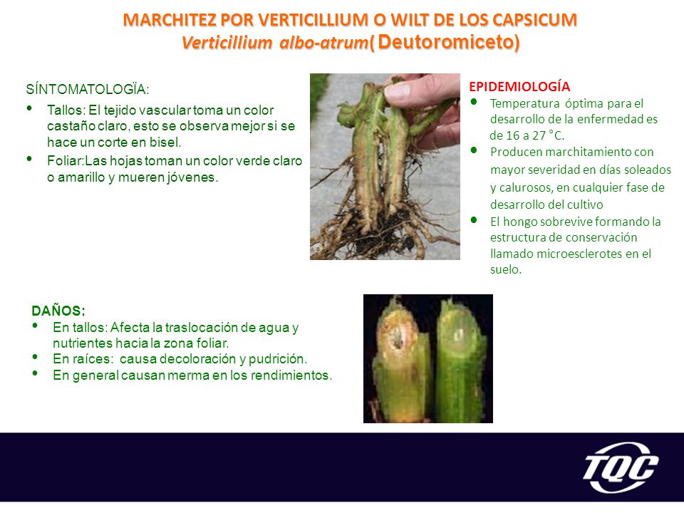 MARCHITEZ POR VERTICILLIUM O WILT DE LOS CAPSICUM Verticillium albo-atrum( Deutoromiceto)