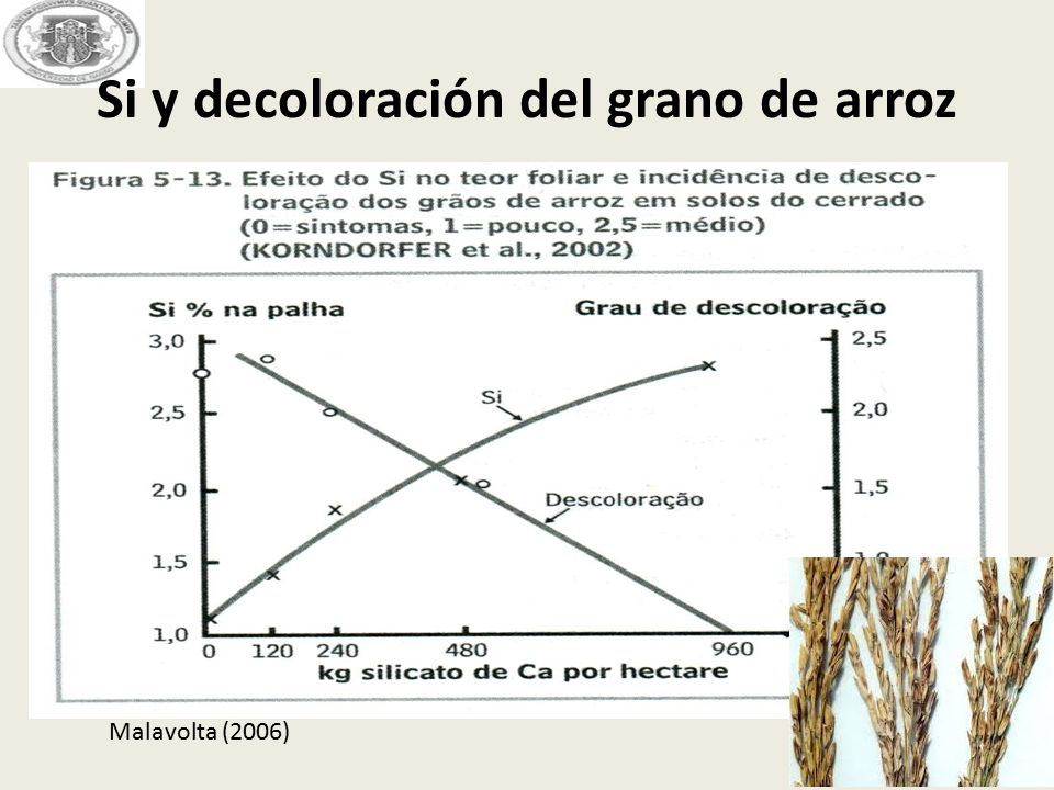 Si y decoloración del grano de arroz