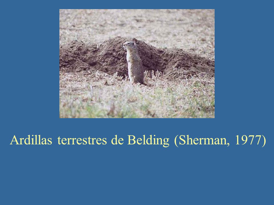 Ardillas terrestres de Belding (Sherman, 1977)