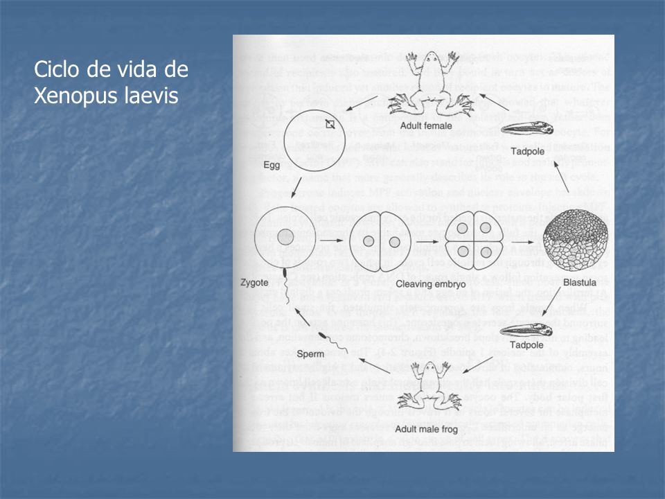 Ciclo de vida de Xenopus laevis