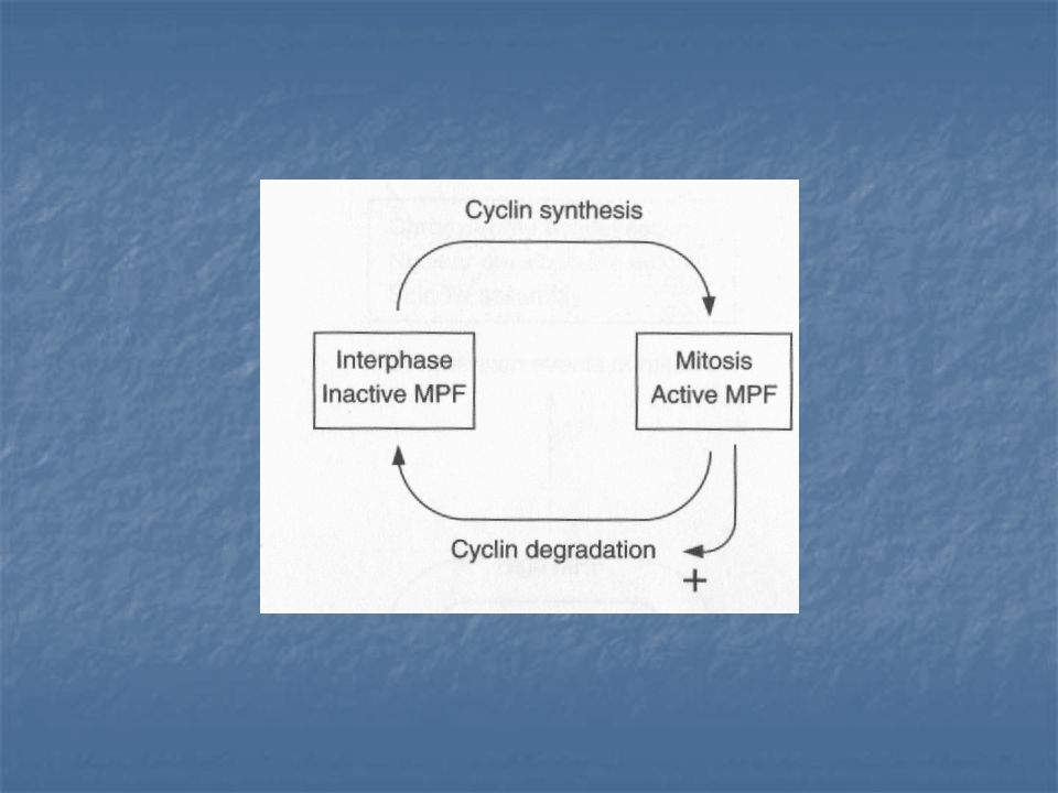 Se propuso que la ciclina era degradada por el MPF y esto permitía la salida de Mitosis al inactivar el MPF.