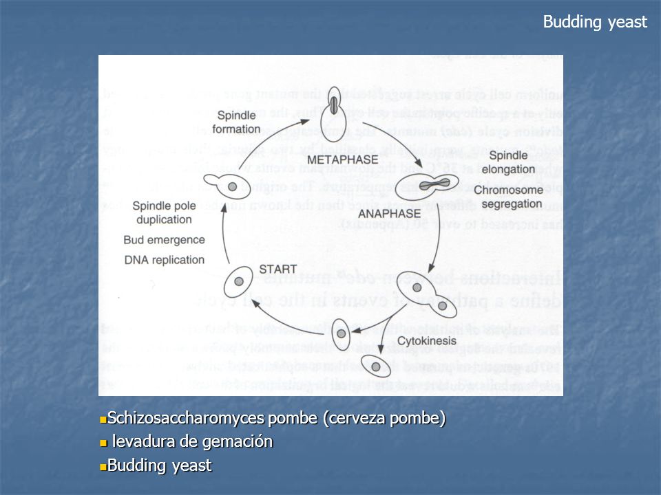 Budding yeast Schizosaccharomyces pombe (cerveza pombe) levadura de gemación Budding yeast