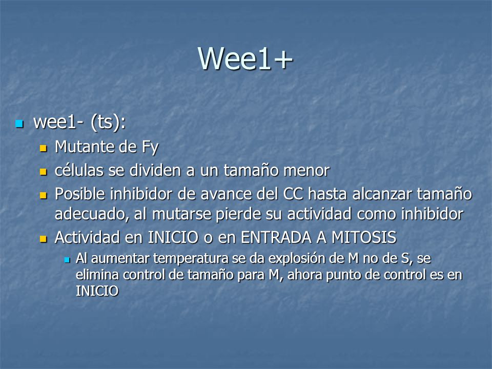 Wee1+ wee1- (ts): Mutante de Fy células se dividen a un tamaño menor